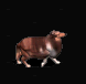 柯利.gif