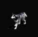 哈士奇.gif