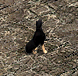 杜賓狗.gif