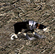 高等杜賓狗.gif