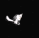 高等貓.gif