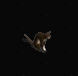 貓.gif